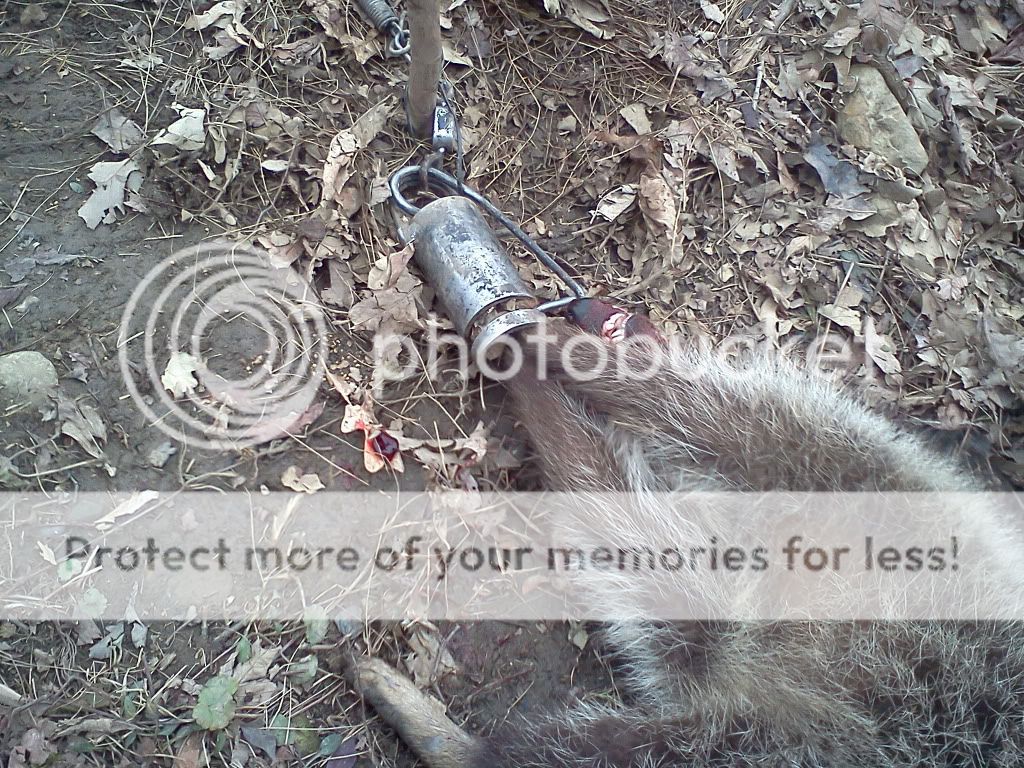 Dog proof traps The Ohio Outdoors